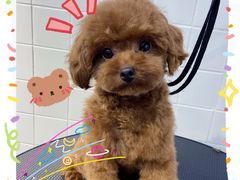 -Oh My Dog宠物沙龙(伊珊娜皮毛护理店)