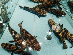 -渔傅·霞浦滩涂海鲜(建平店)