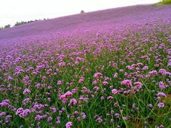 -紫颐香薰山谷景区