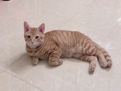 -凯特喵百思猫专科医院
