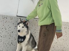 -Husky Go!哈士奇体验馆·宠物咖啡厅狗咖