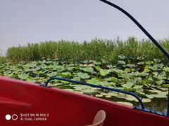 -白洋淀景区