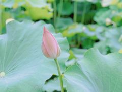 -大宁郁金香公园-停车场