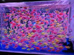 -万顺啤酒屋(皇寺路店)