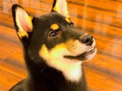 -豆柴町-柴犬主题狗咖(红鼎国际C座店)