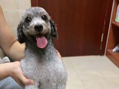 -艾贝尔宠物医院·狂犬免疫点(江山金象城店)