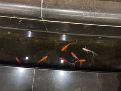 -安徽饭店·白鹭阁自助餐厅(梅山路店)