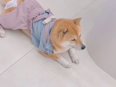 -怪兽屋·羊驼·猫咖·狗咖(俊华广场店)