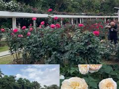 -人民公园(罗湖区)