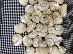 -青岛贝壳博物馆