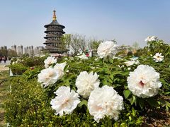 -隋唐洛阳城明堂天堂景区