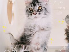 -十年猫舍·猫咪专门店(普陀店)