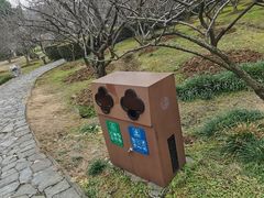 -香雪海