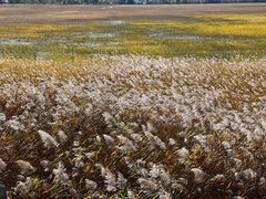 -野鸭湖国家湿地公园
