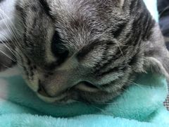 -喜多萌中农锦绣动物医院24H·猫科·牙科MRI·CT