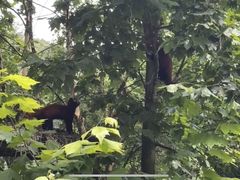 -都江堰中华大熊猫苑
