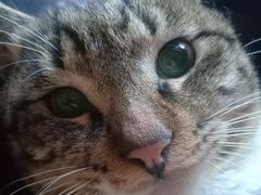 -芭比堂动物医院·犬猫全科·异宠专科(雁塔分院)