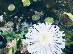 -老福洲(西洪路店)