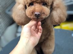 -小尾巴宠物店(万科·金域华庭店)