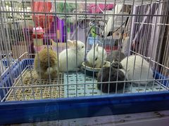 -花鸟鱼虫鲜花绿植市场(玉泉路店)