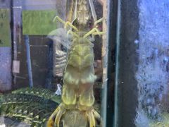 -凤城礼记鱼翅海鲜酒家(新马路总店)