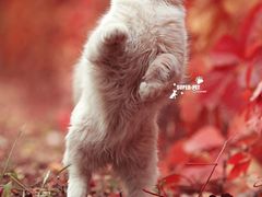 -超宠爱宠物摄影-Super pet