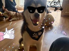 -Husky Go! 哈士奇体验馆·宠物咖啡厅狗咖