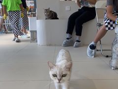 -怪兽屋·羊驼·猫咖·狗咖(俊华广场店)