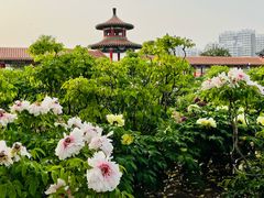 -曹州百花园