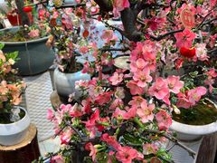 -双季花艺园艺市场(浦东店)