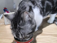 -藏猫猫咖啡主题馆(中央大道店)