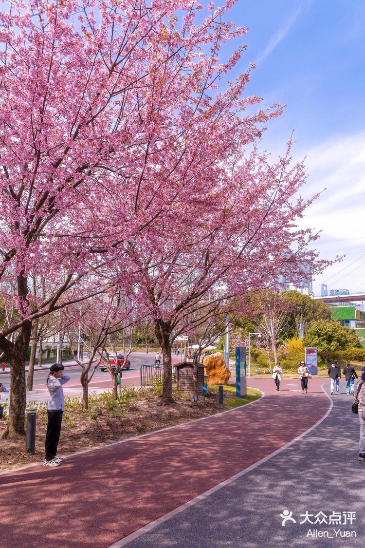 2024上海樱花季南浦大桥最美跑步道‍