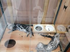 -袖虎·猫馆(体育西路店)