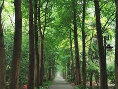 -上海滨江森林公园