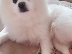 -宠福鑫康馨动物医院·骨科·眼科