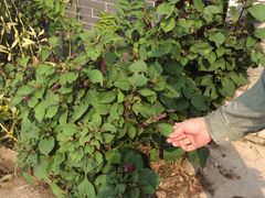 -十三陵山水雅园农家院