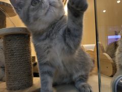 -momokira米努特·德文卷毛猫·棉花面纱犬