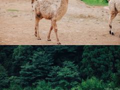 -杭州野生动物世界