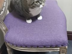 -宠爱国际动物医院· 猫科· 外科·中兽医(长白店)