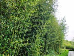 -黄海国家森林公园