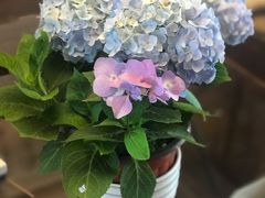 -曲阳花鸟市场(曲阳路店)
