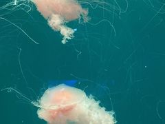 -海合安青岛极地海洋公园