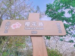 -顾村公园