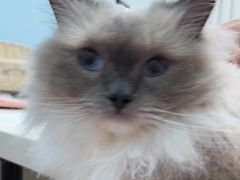 -纳吉亚猫专科动物医院博雅分院