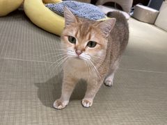 -逗柴咖啡屋·狗咖猫咖宠物桌游