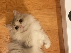 -momokira米努特·德文卷毛猫·棉花面纱犬
