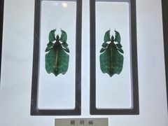 -上海昆虫博物馆