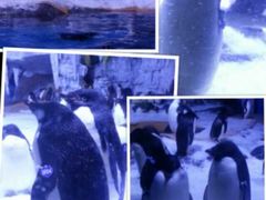 -海合安武汉极地海洋公园