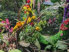 -广州长隆飞鸟乐园