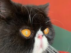 -Cafe Alice咖啡爱丽丝(奥城店)